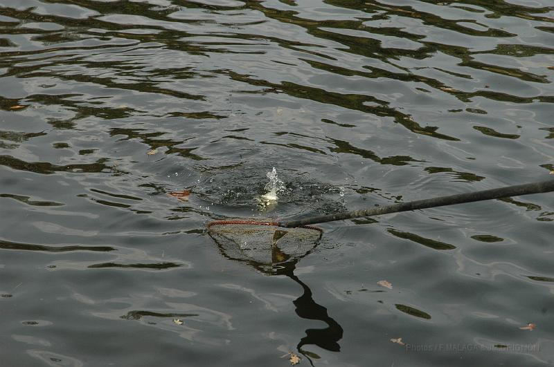 DSC_1594.JPG